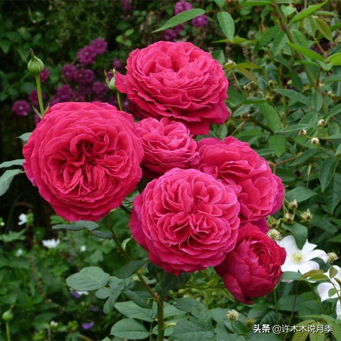 月季为什么不开花和品种有关系吗,买回来的月季不长花骨朵怎么办