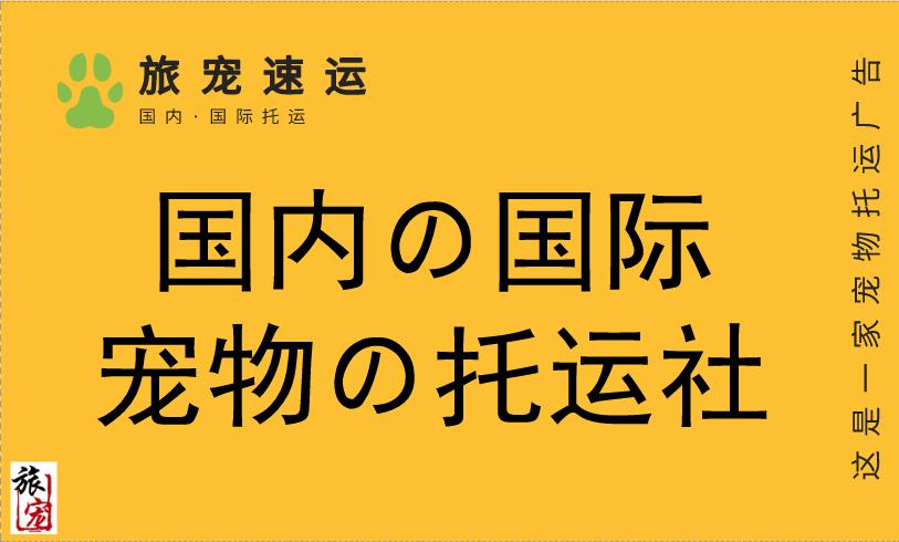 新手养喵喵,新手最适合养的喵喵