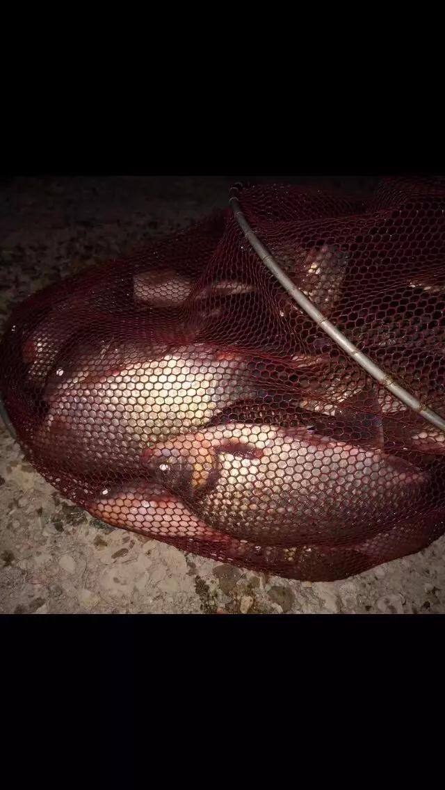 漂相没动作提竿有鱼怎么回事,有漂相打不中鱼什么原因