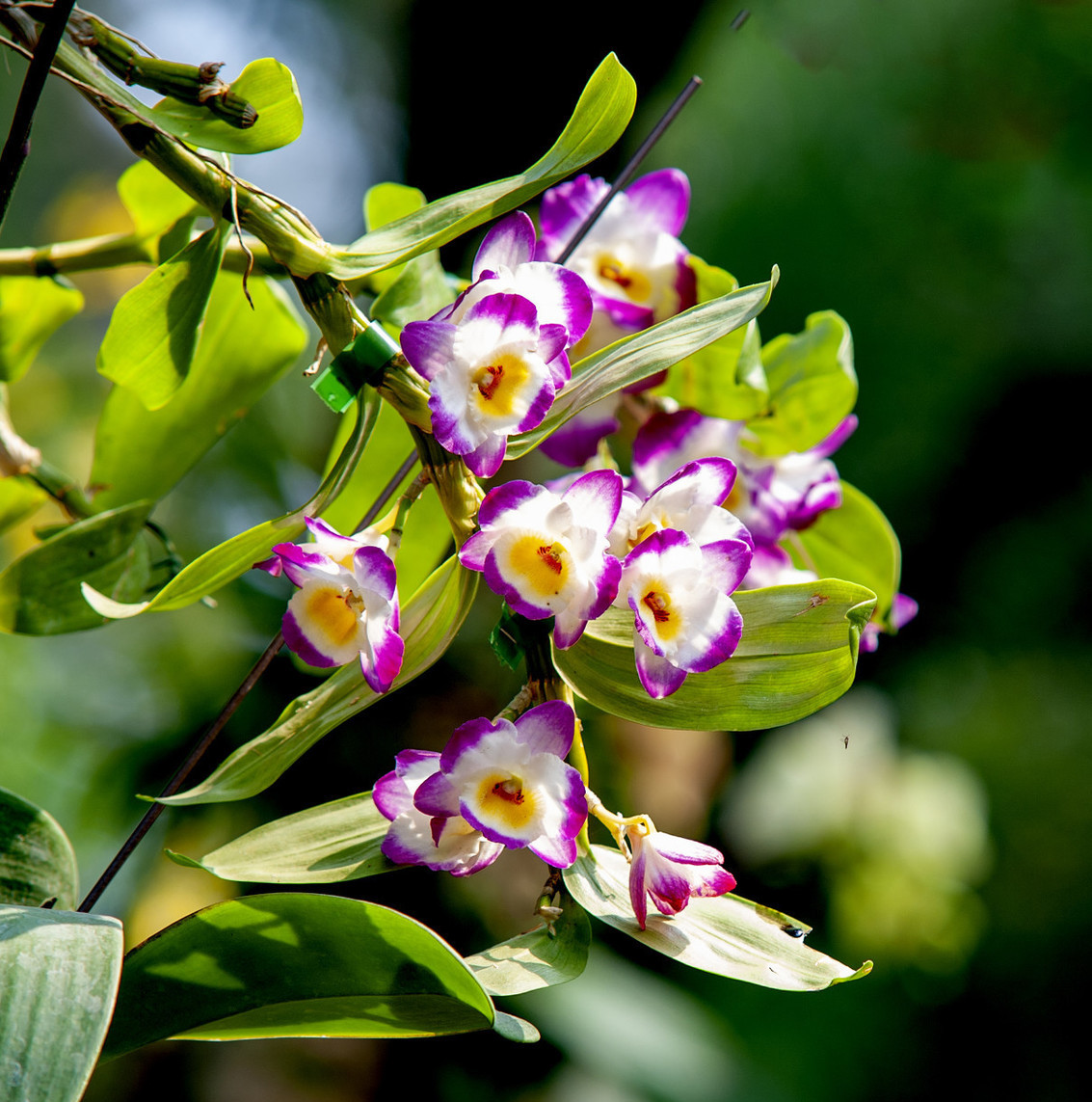 石斛如何修剪才能促进新叶生长,澳洲香水石斛开过花后怎样修剪