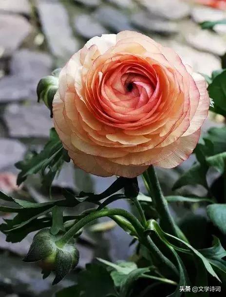 赞美牡丹花开时节动京城的诗句,牡丹诗词名句精选唯有牡丹真国色