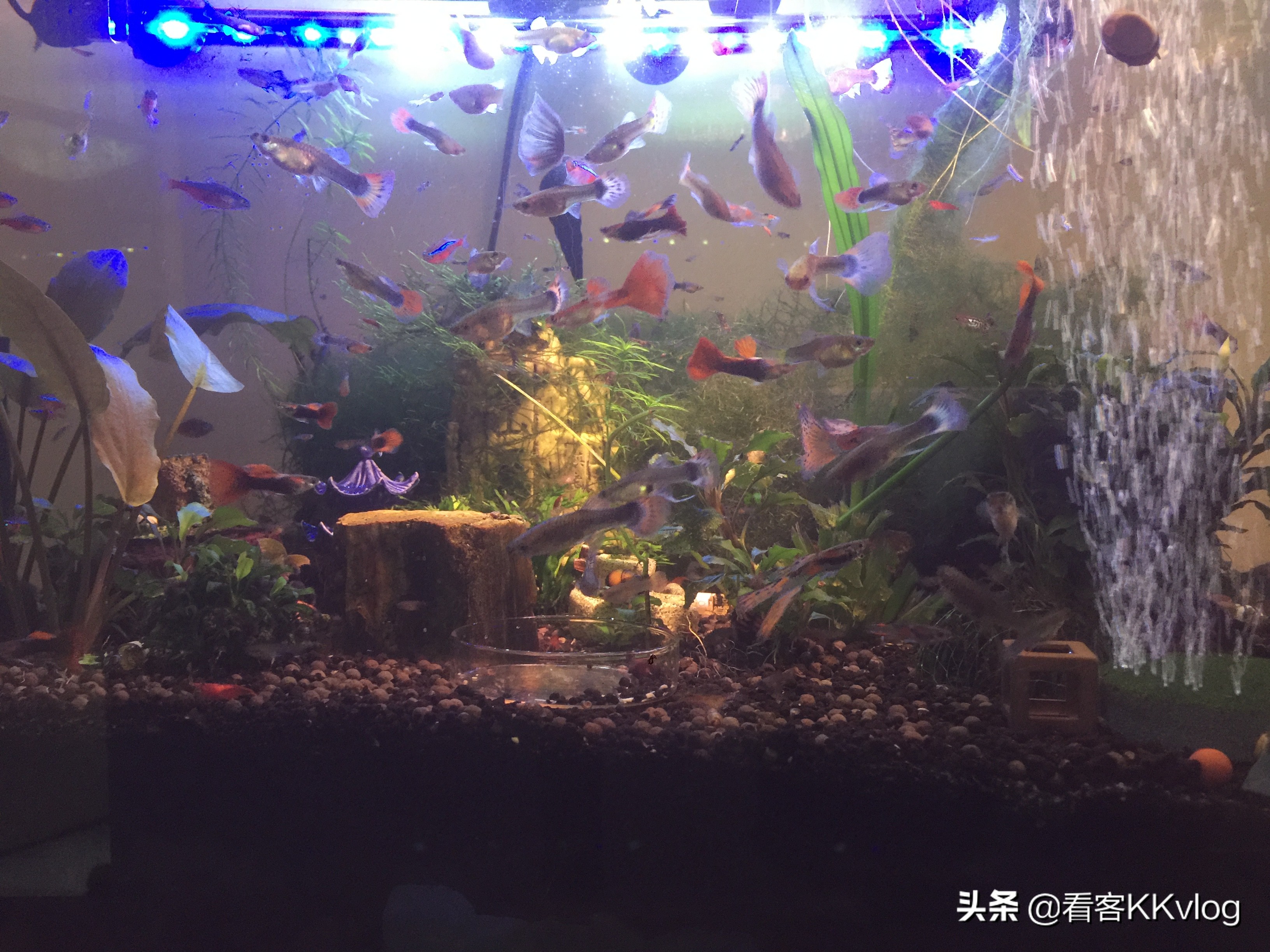 观赏螺除藻排行榜,鱼缸哪种螺除藻最好