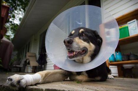 紧急呼救狗狗救命,狗狗救命一招搞定