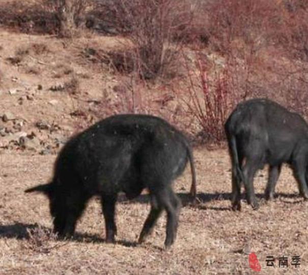 藏香猪小香猪,健康藏香猪