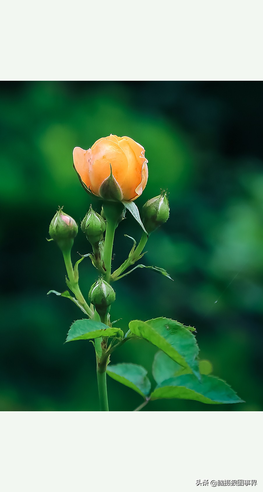 超清玫瑰花唯美图片,高清浪漫玫瑰花照片