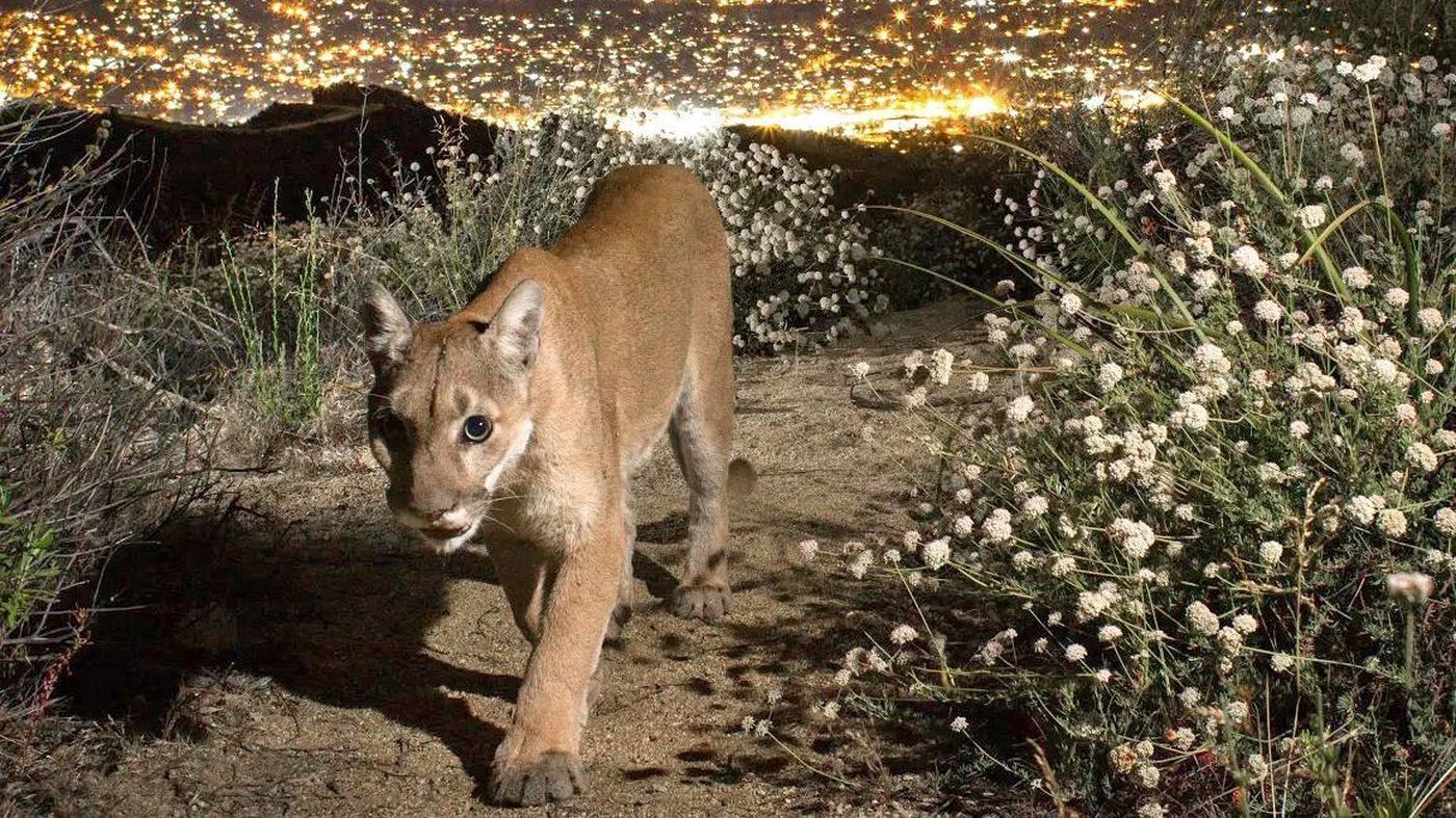 加拿大短尾猫捕食渔貂,渔貂和短尾猫搏斗视频