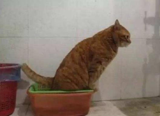 猫咪在床上拉尿怎么教训,猫咪想尿尿时会有哪几种反应