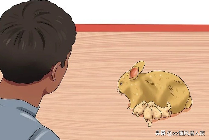 如何照顾怀孕的兔,初生兔子正确照顾方法