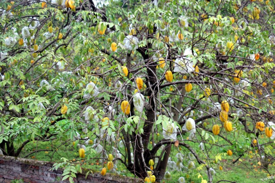 杨桃苗种植,杨桃树的种植