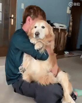 怎么惹金毛生气,金毛惹主人生气