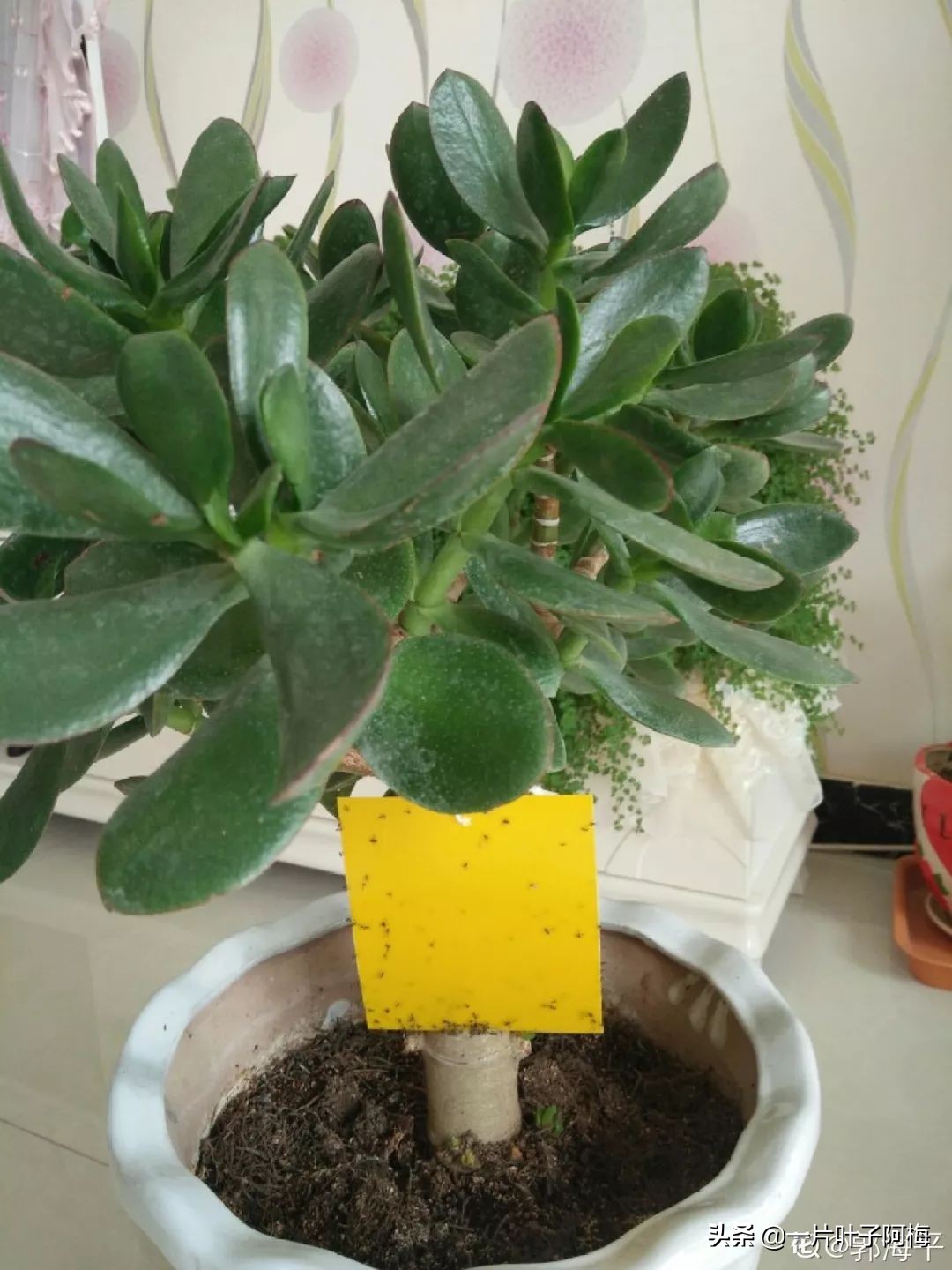 自制养花水配方除臭,养花自制10种消毒水不招虫不烂根