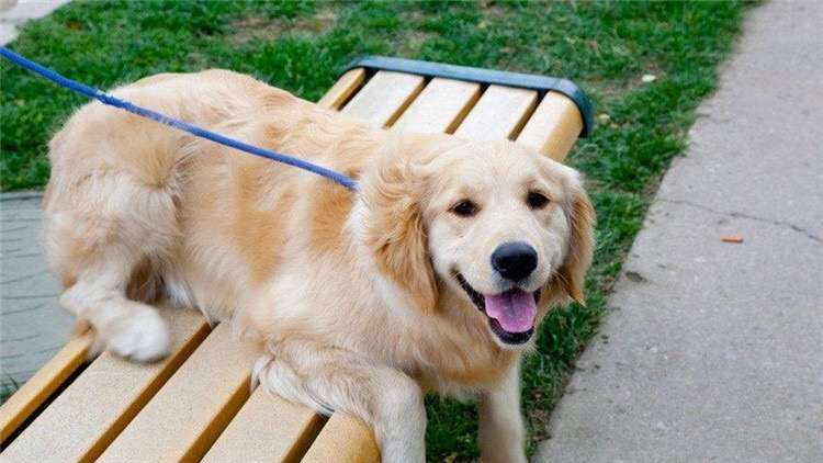 狗狗吃袜子纸巾啥都吃,狗狗吃纸巾会拉出来吗