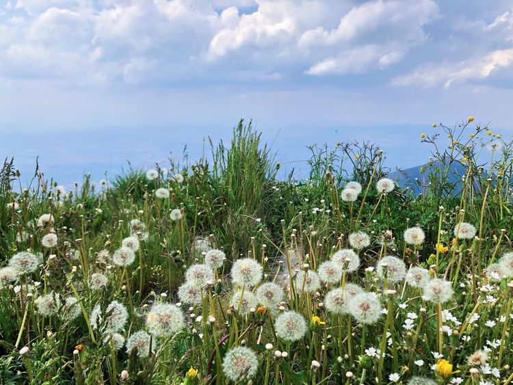 小五台山哪里进入景区,小五台山春天景色