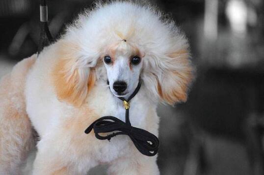 饲养贵宾犬6大禁忌图片,家养贵宾犬注意事项