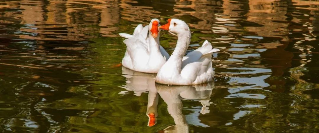 儿童水粉画池塘里的大白鹅,池塘大白鹅儿童画