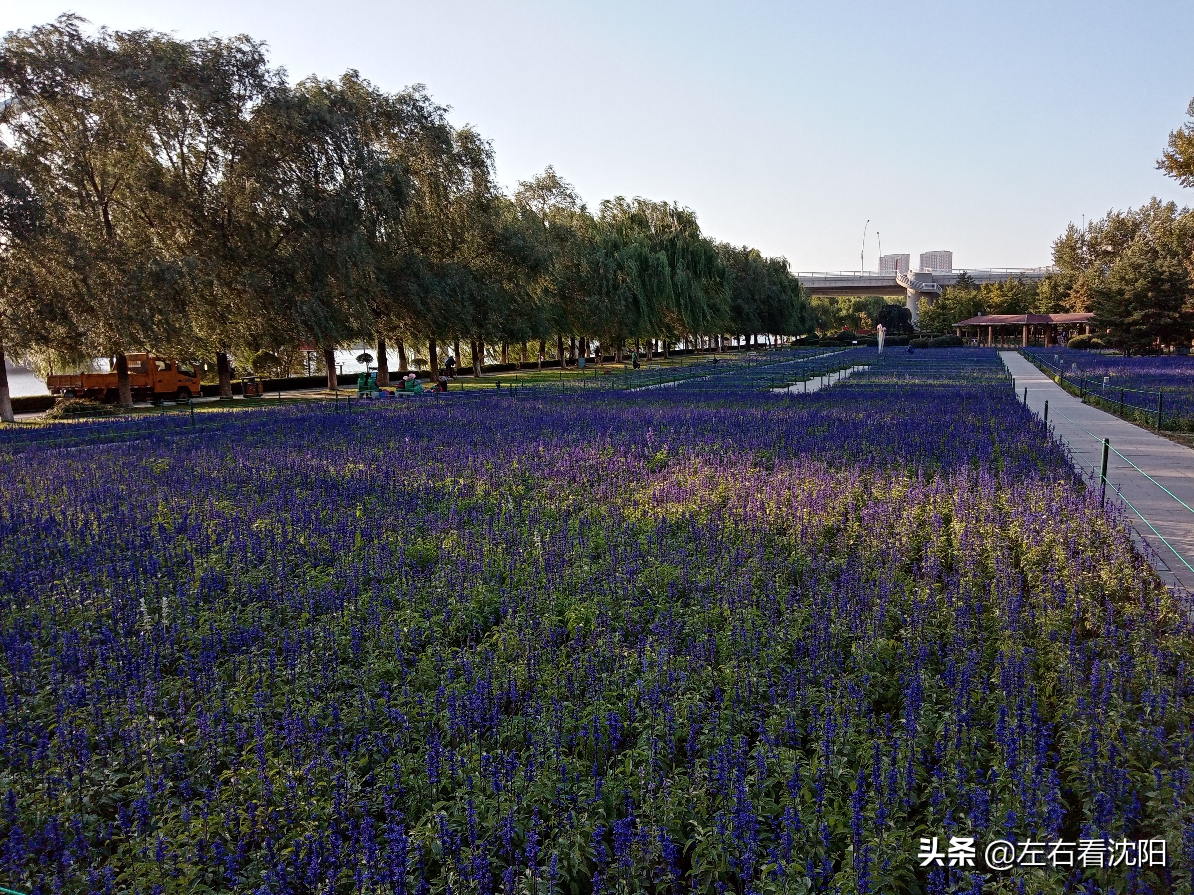 沈阳沈水湾公园看日出,沈阳浑河看海的地方