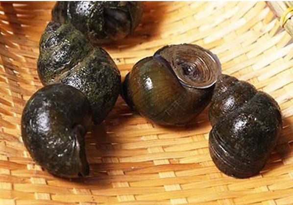 为什么说黄鳝不吃头泥鳅不吃尾,黄鳝不吃头的真正原因