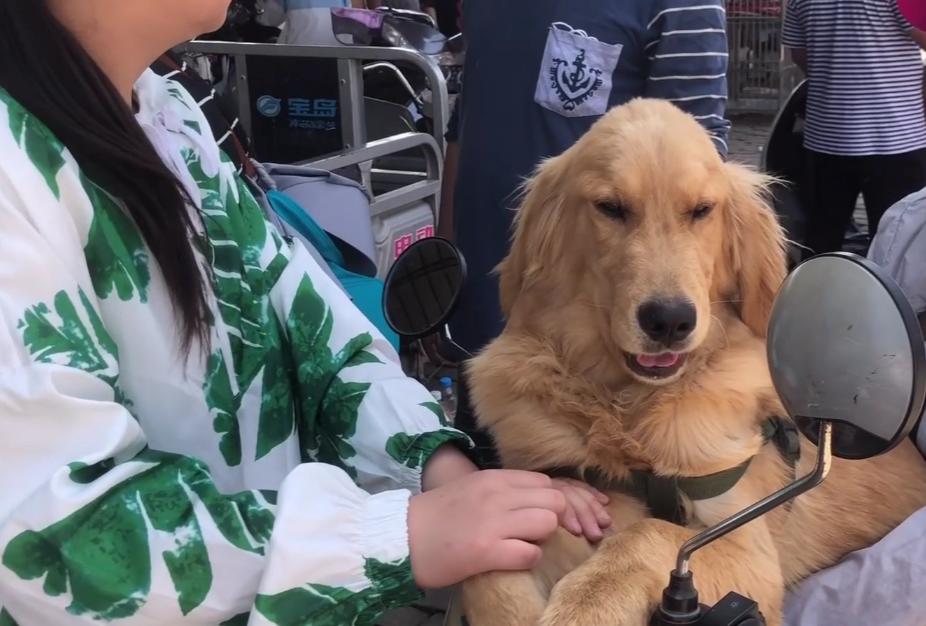 金毛犬多少钱一只河南,一只金毛1500元