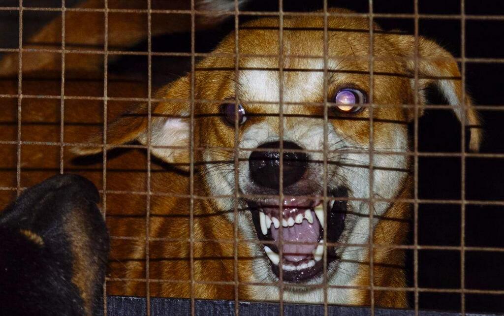 患有狂犬病的狗狗有什么症状,得了狂犬病狗狗症状