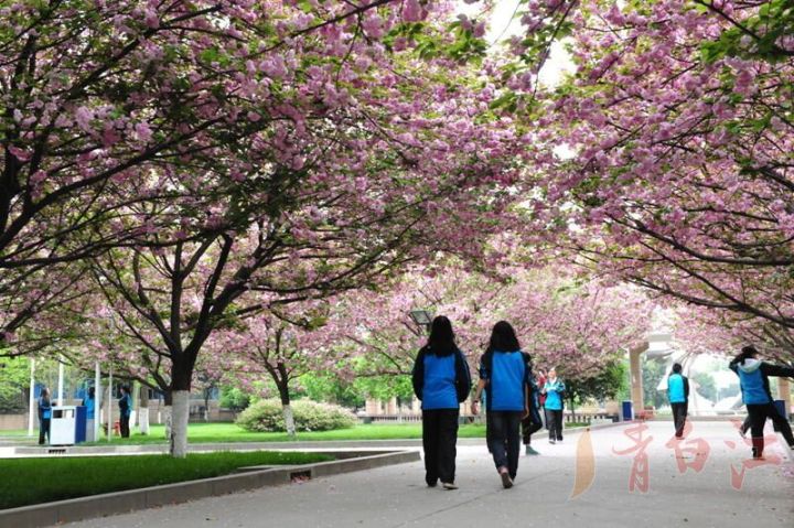 青白江最美的女神,青白江最美的校花