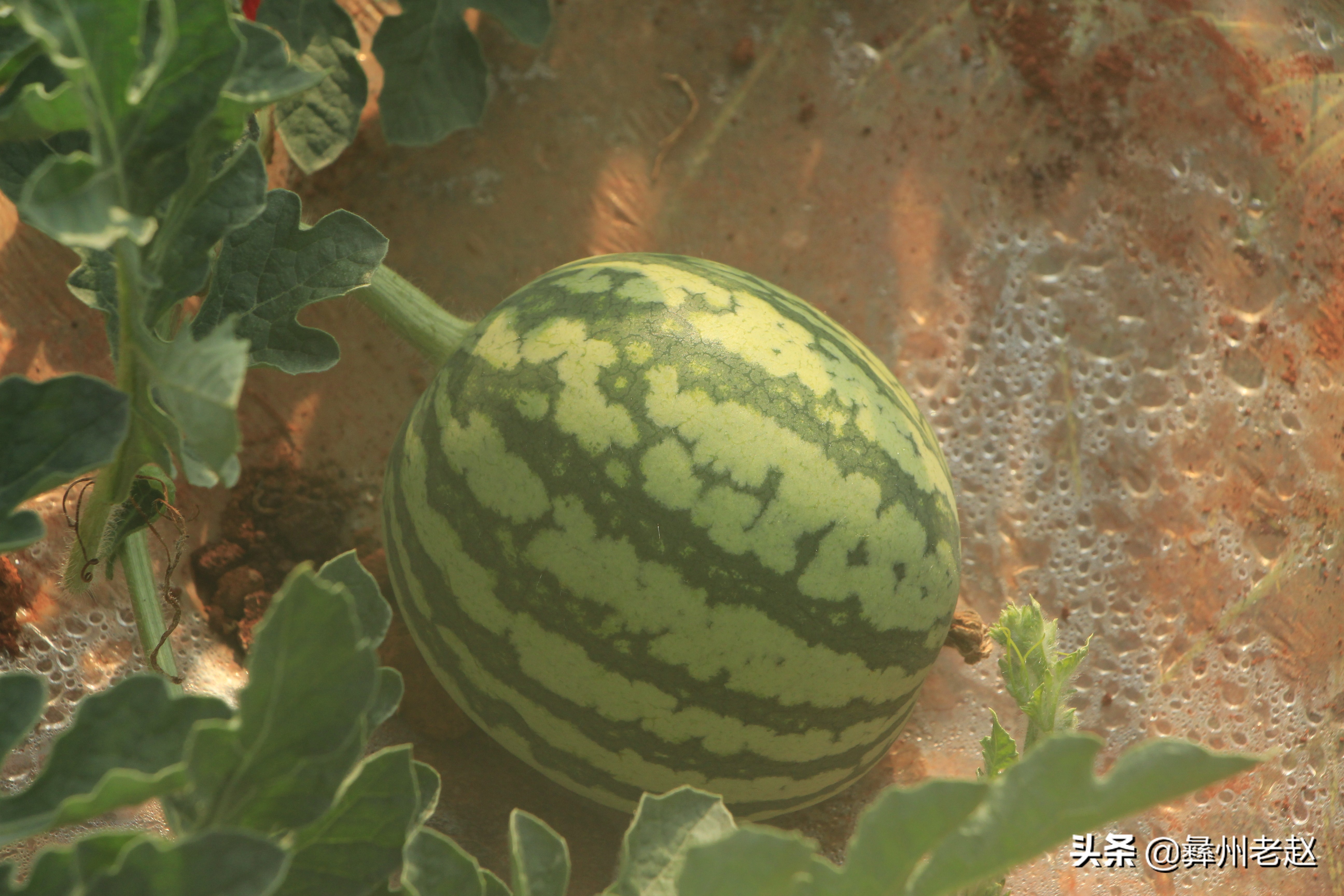 西瓜使用氯吡脲怎么配水,西瓜氯吡脲怎么授粉