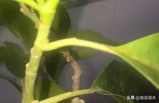 黄桷兰规格怎样,黄桷兰适应什么环境养护