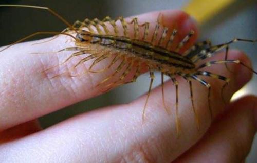 家里经常出现这种虫子,家中发现这种虫子要当心