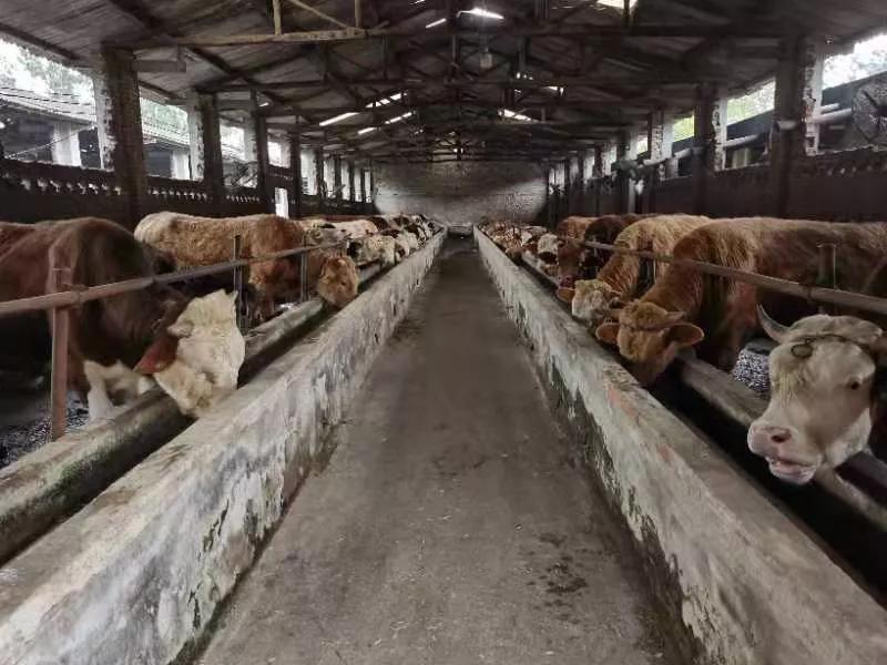 三农观察特稿｜金牧粮草承载“饲草皇后”的乡村振兴梦