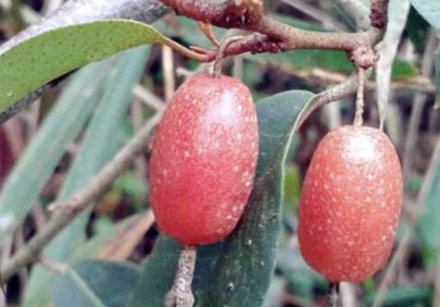 小时候地里有种像小葡萄的野果,无叶结小红果的果树