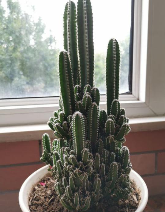 万重山徒长得厉害怎么修剪比较好,万重山长得太高了怎么修剪