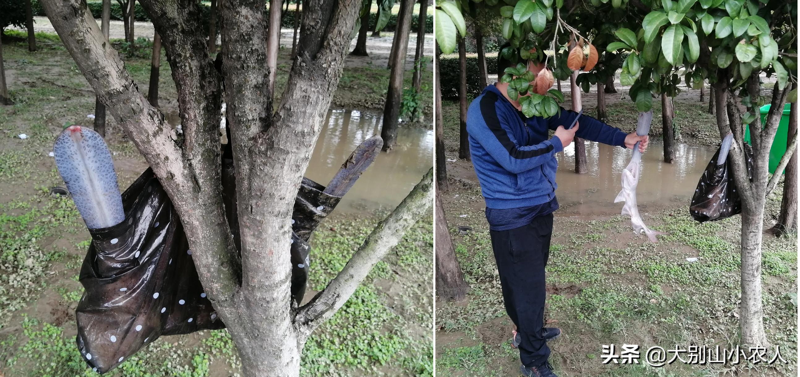 多地捕获！既是保护又是入侵鱼种，烫手的“长嘴怪鱼”如何处理？