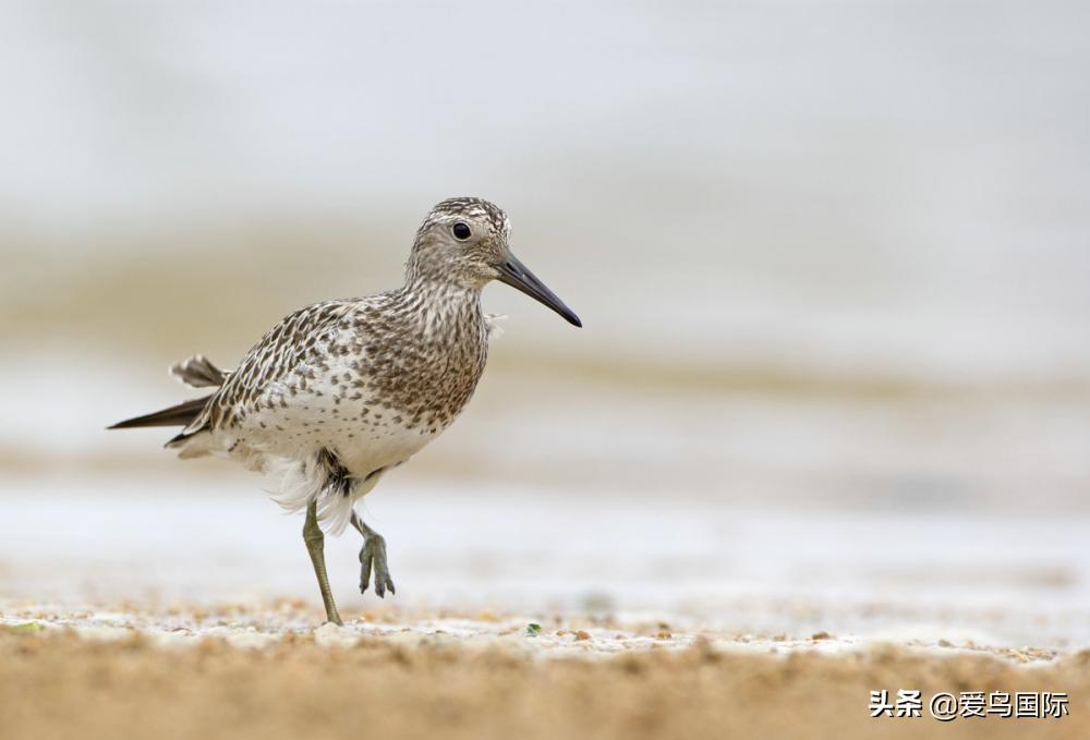 来认识一下滨鹬属的小伙伴们