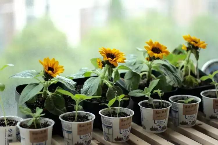 这10种花不怕晒,这3种花不能懒着养