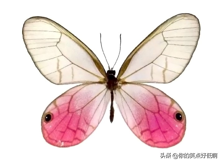 五种透明的动物,5种地球上罕见的动物