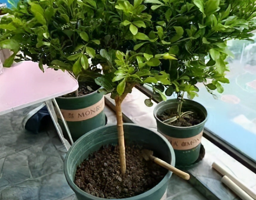 米兰移栽最佳方法,米兰爆盆的正确方法