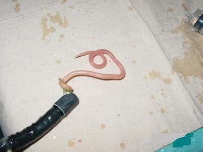 7岁男童肚子有蛔虫的表现,7岁男童肚子里蛔虫