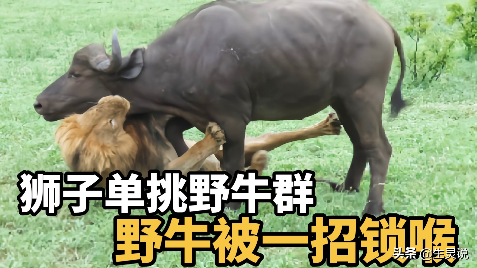 狮子大战野牛被其他野牛围攻,两只狮子对一只野牛展开猎杀