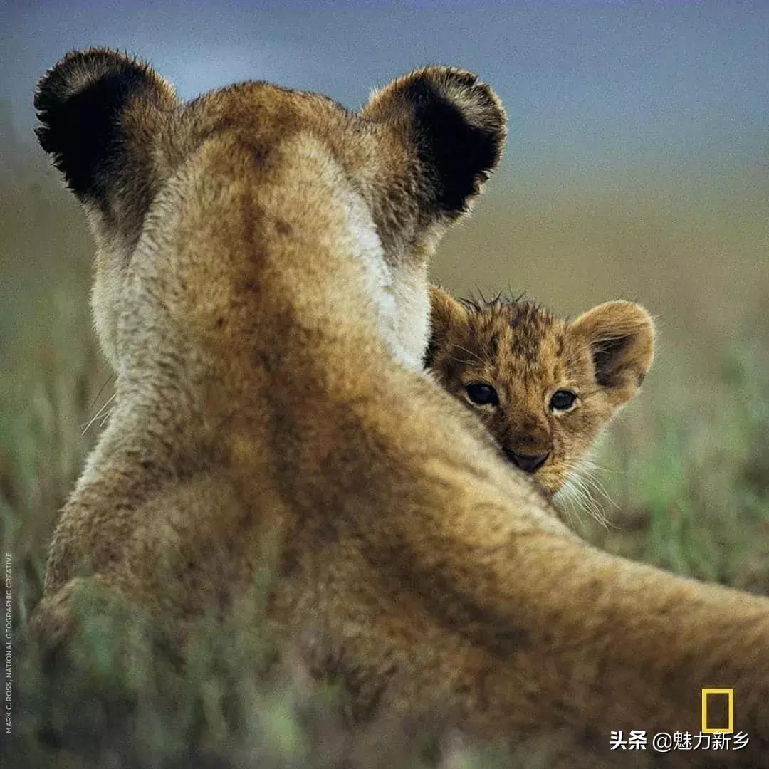 摄影欣赏:大开眼界,美国国家地理拉美官网的精彩大片