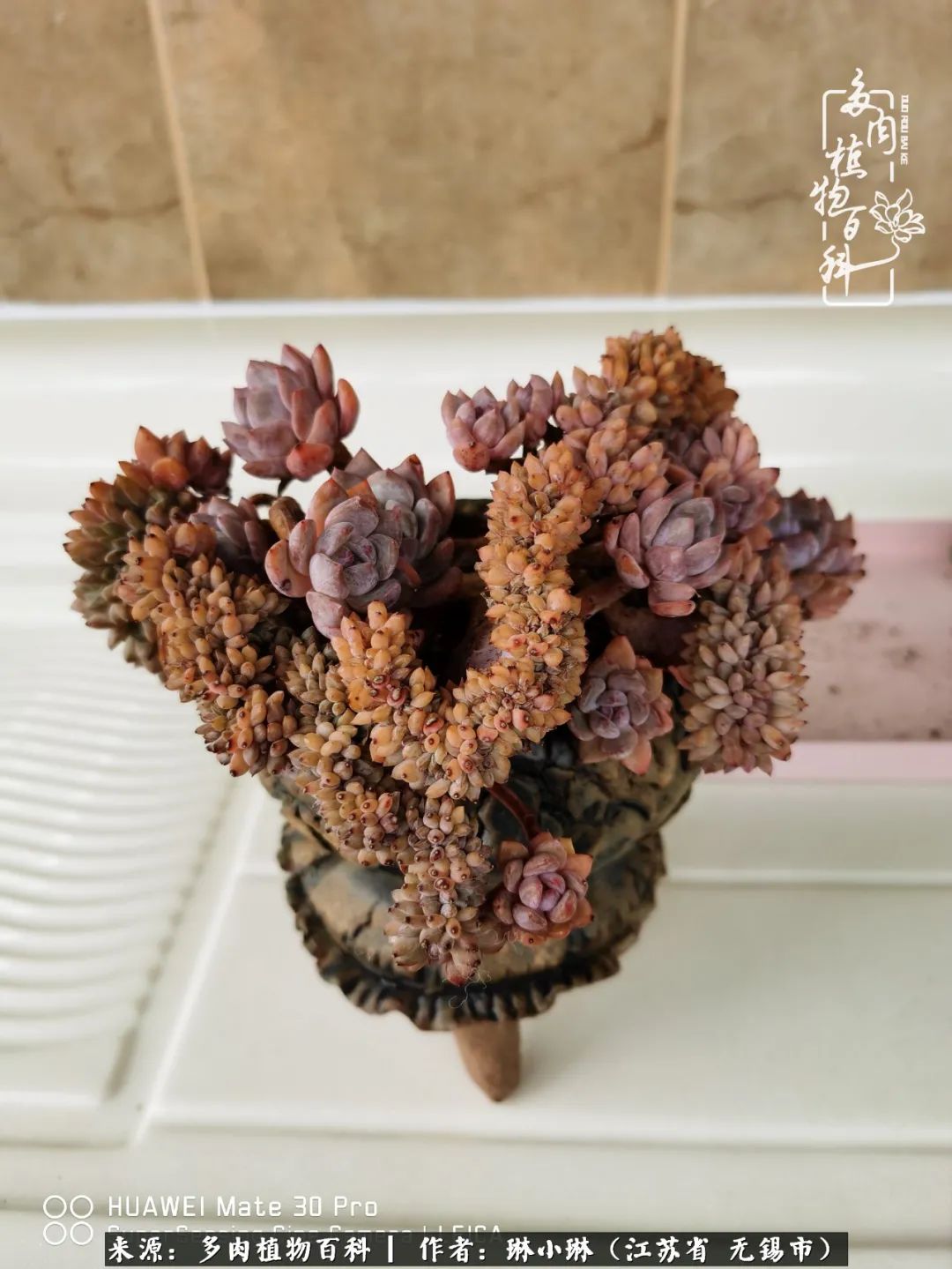 多肉变美是需要时间的,千万别辜负了多肉变美的黄金季节