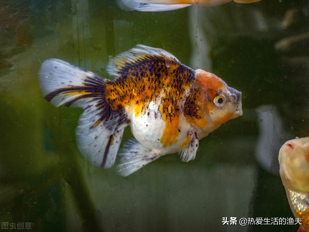 普通金鱼好养还是鎏金金鱼好养,哪个品种的金鱼最好养又好看