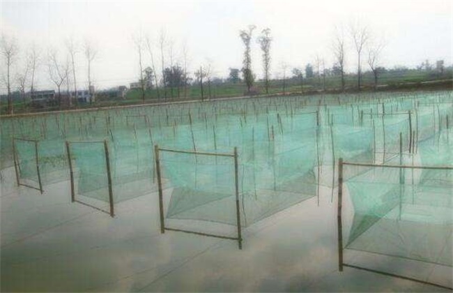 泥鳅自然养殖方法有哪些,正规泥鳅养殖方法有哪些