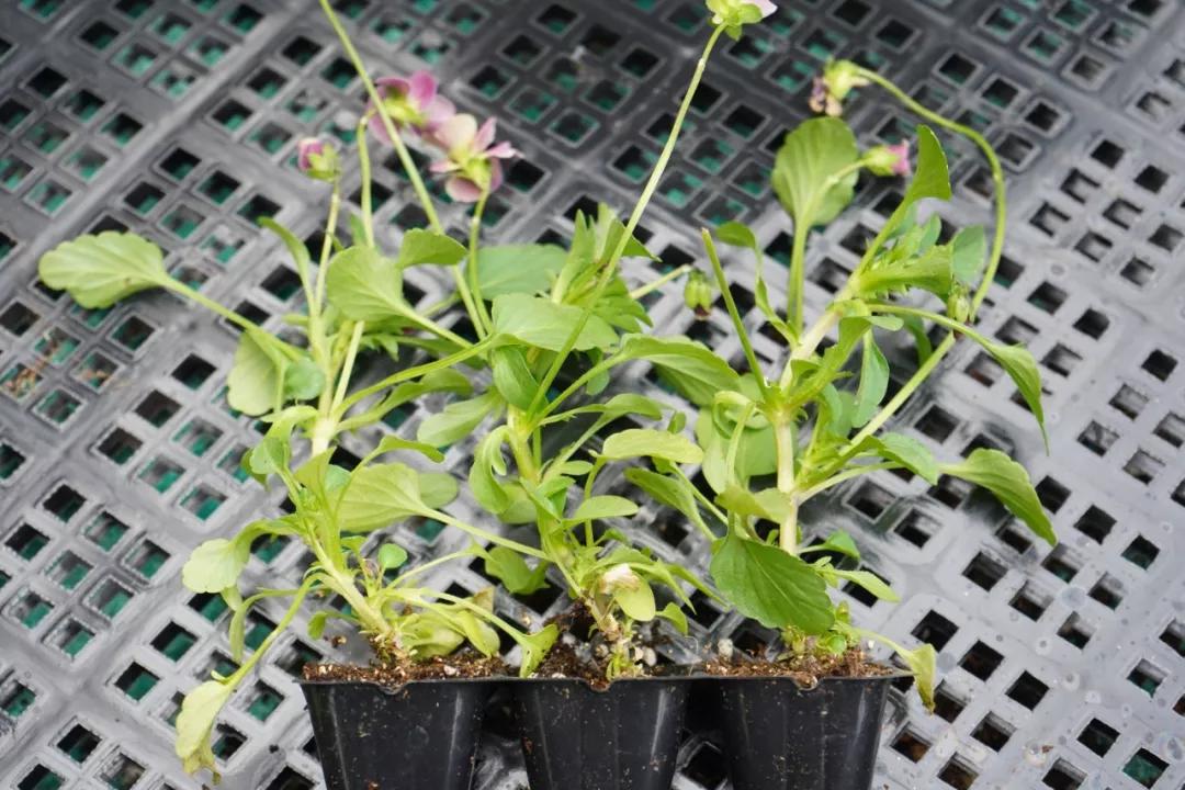 盆栽植物细长徒长怎么办,植物侧枝要不要修剪