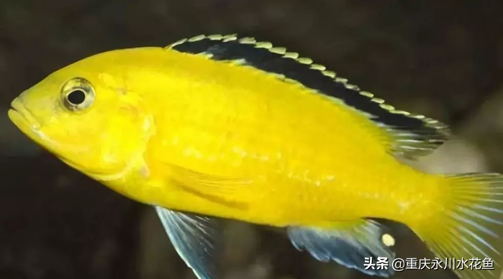 十种最漂亮的观赏鱼视频播放,观赏鱼60条