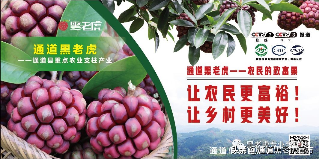 被省委书记惦记的通道小伙,正带村民种山果致富(转载)