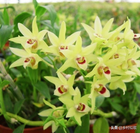 野生石斛和人工养殖石斛图片,深山奇花异草