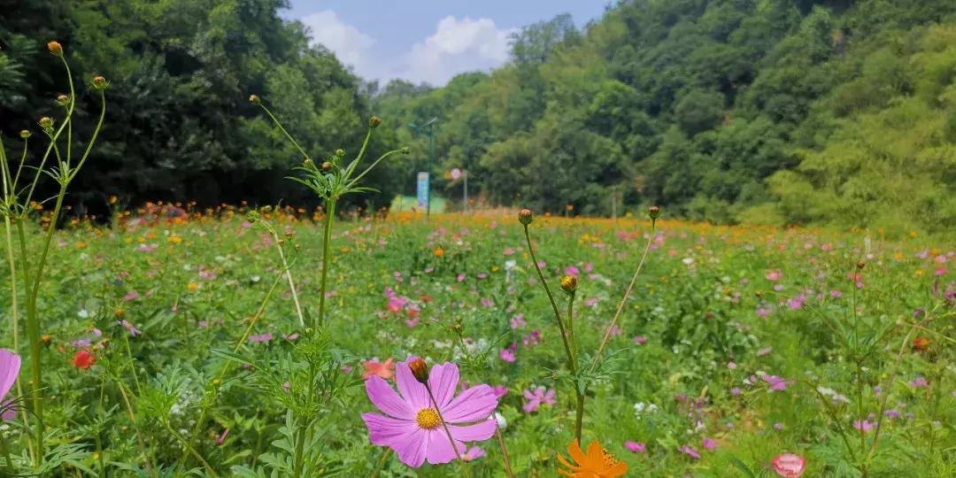 洛阳周边竟藏了个“北国小江南”！山水俱佳，堪称世外仙境