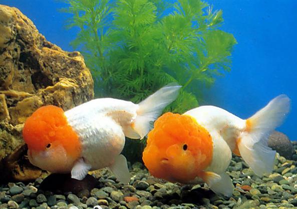 金鱼缸适合养什么水草图片,金鱼缸里养什么样的水草好