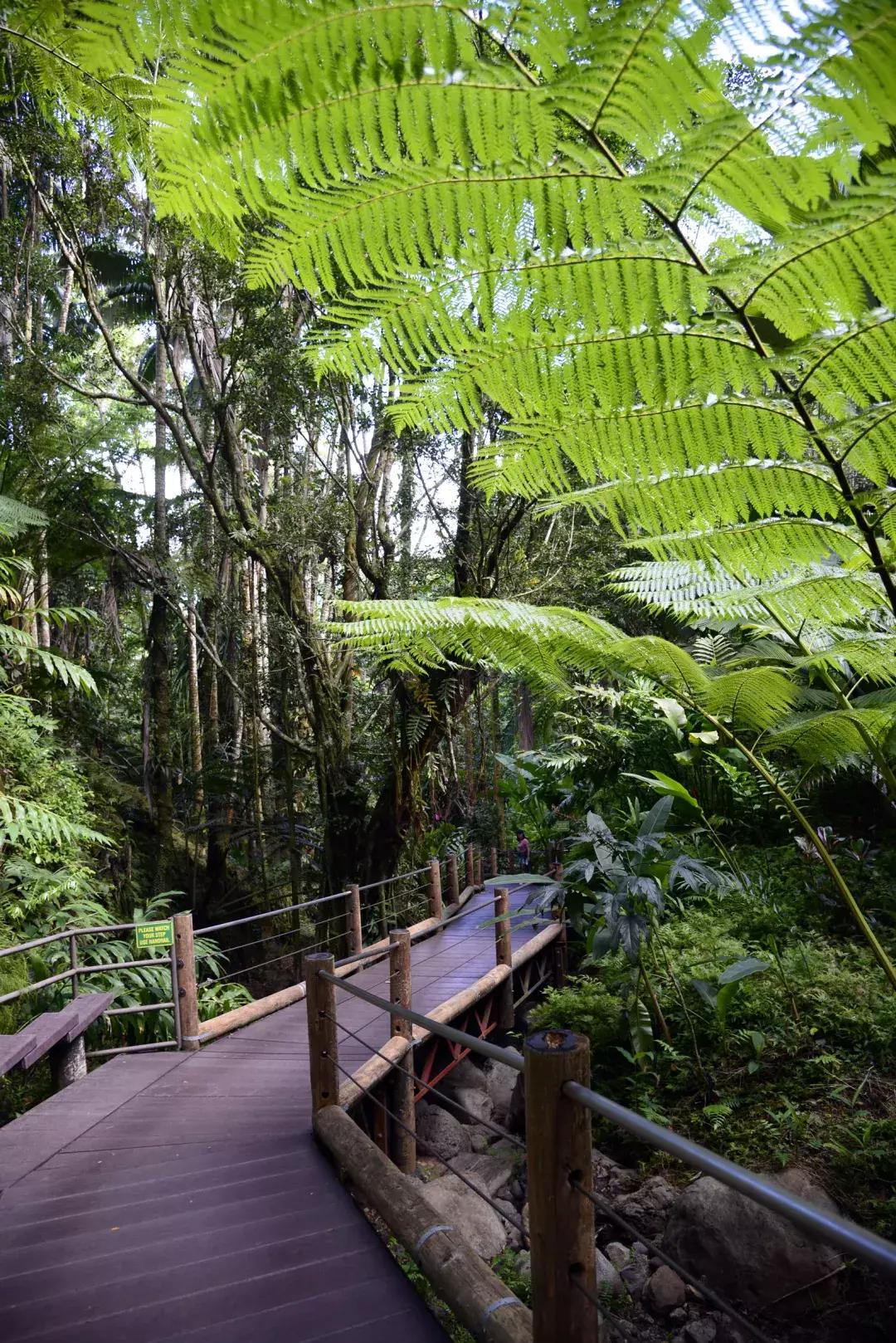 夏威夷大岛自驾游游记,大岛夏威夷岛七日游