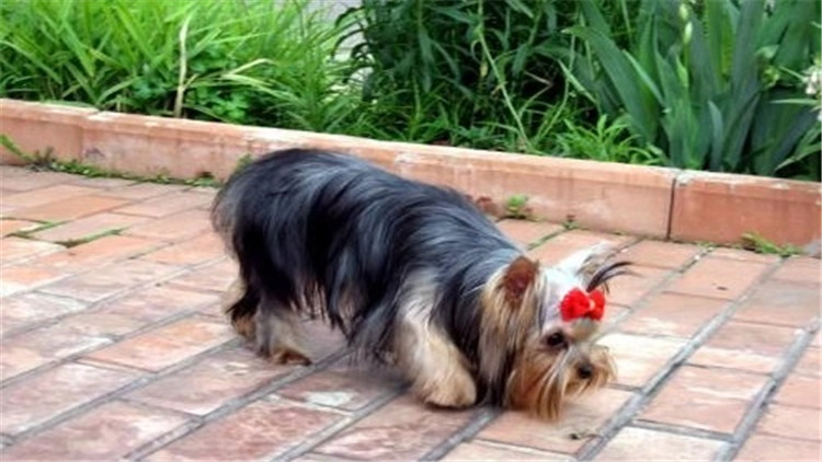 常见的梗犬有什么,梗犬是什么狗