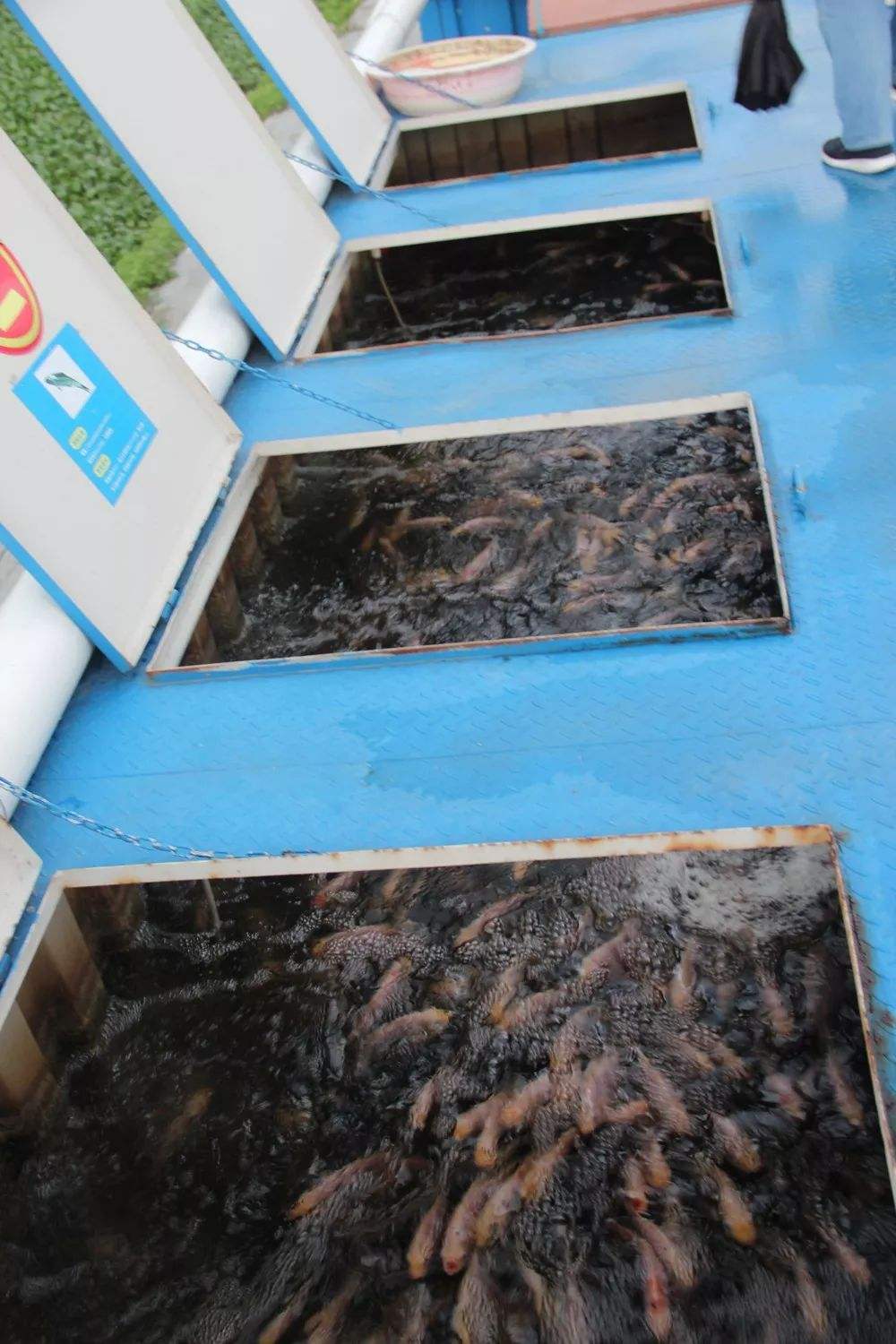 网箱养殖致富项目,发展网箱养鱼带动村民致富